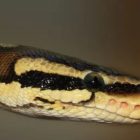 Python Development First Steps and Development IDE Platform
