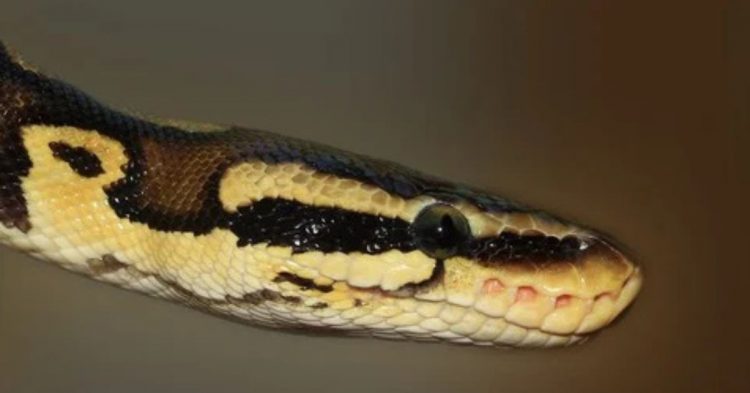 Python Development First Steps and Development IDE Platform